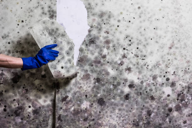 Water Damage Restoration in Jonesboro, IN