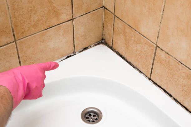 Best Fast Mold Removal  in Jonesboro, IN